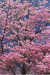 《彩虹六号：异种》PC配置公布 最低要求GTX960